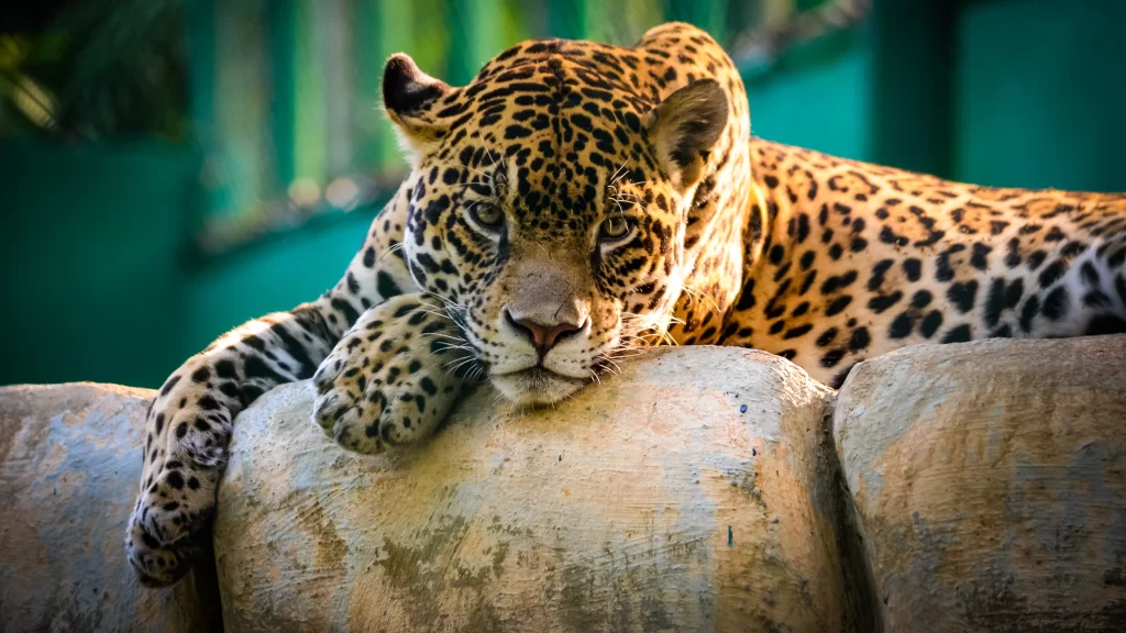 Leopard Resting Stone Wall Sunlight Greenery