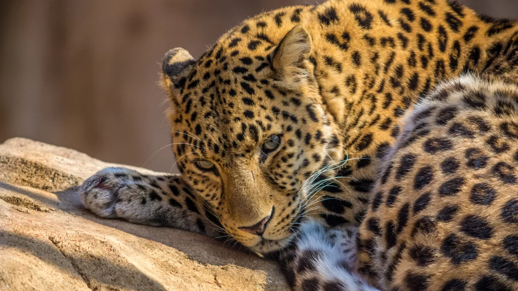 Leopard Resting Sunlit Rock Nature