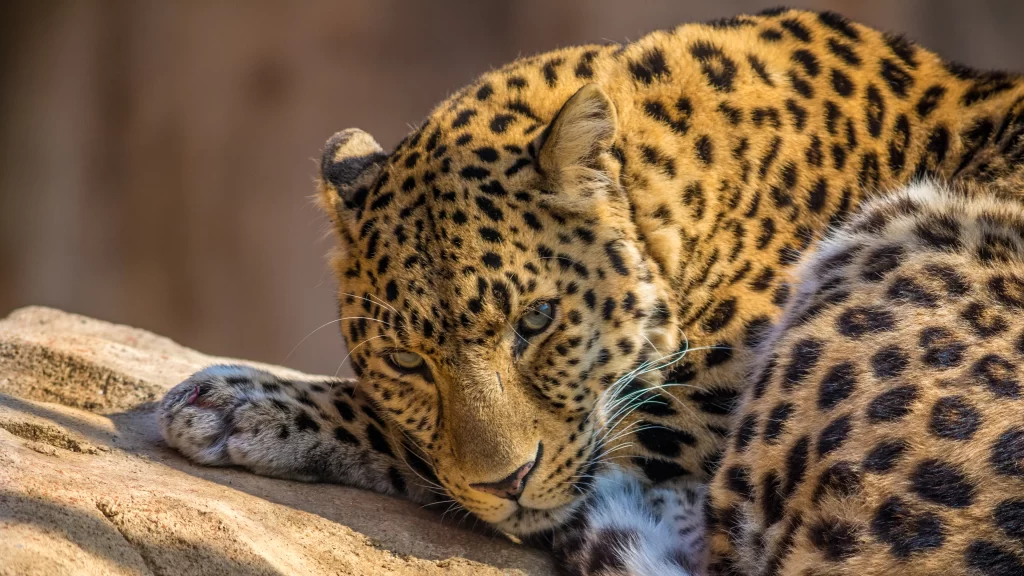 Leopard Spotted Resting Rock Sunlight Alert