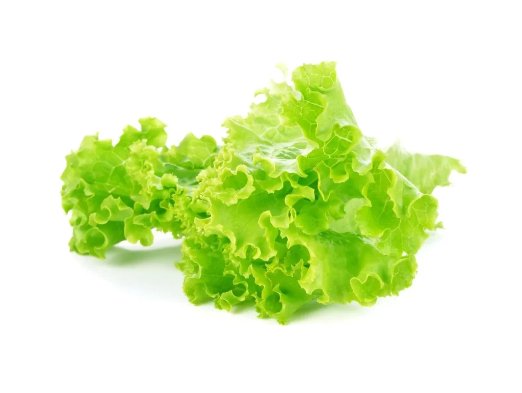 Lettuce Green Crisp Edible Leafy