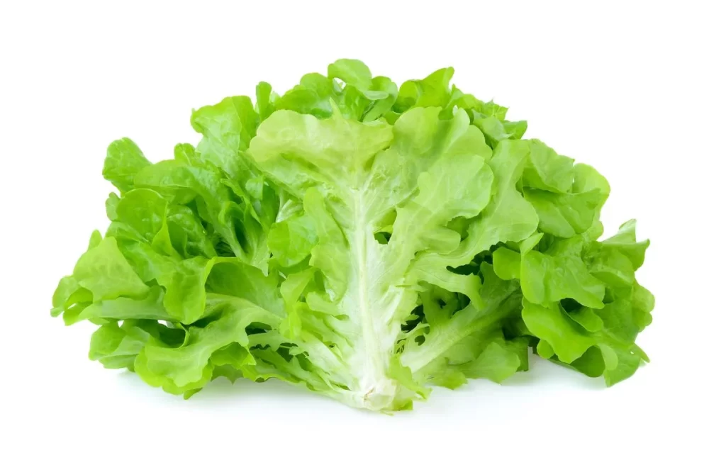 Lettuce Green Crisp Fresh