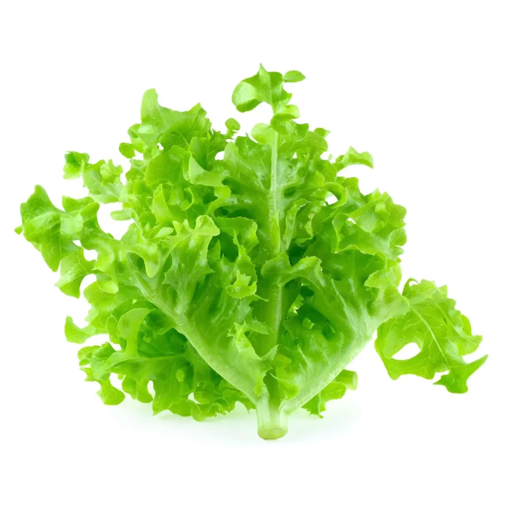 Lettuce Green Crisp Fresh Leafy