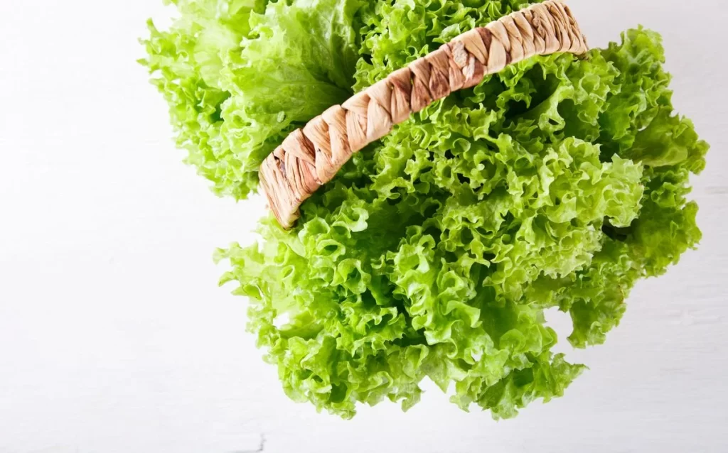 Lettuce Green Crisp Fresh Leafy