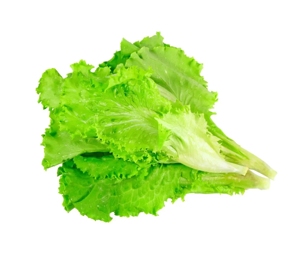 Lettuce Green Crisp Fresh