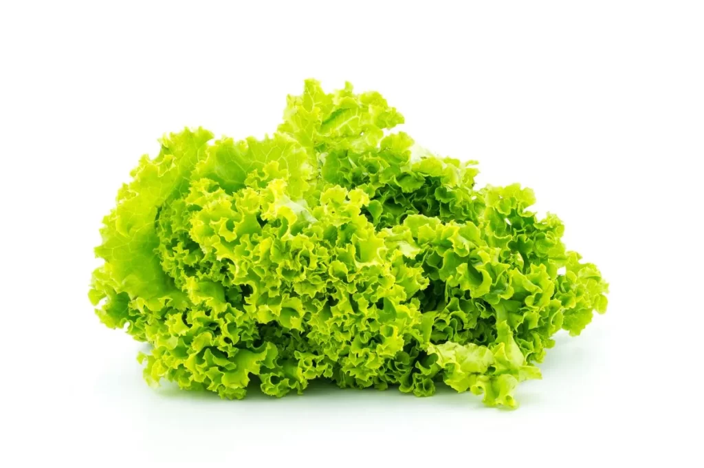 Lettuce Green Crisp Leafy Fresh