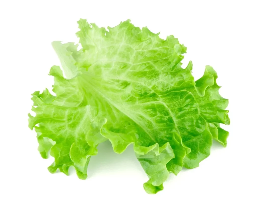 Lettuce Green Crisp Leafy Fresh