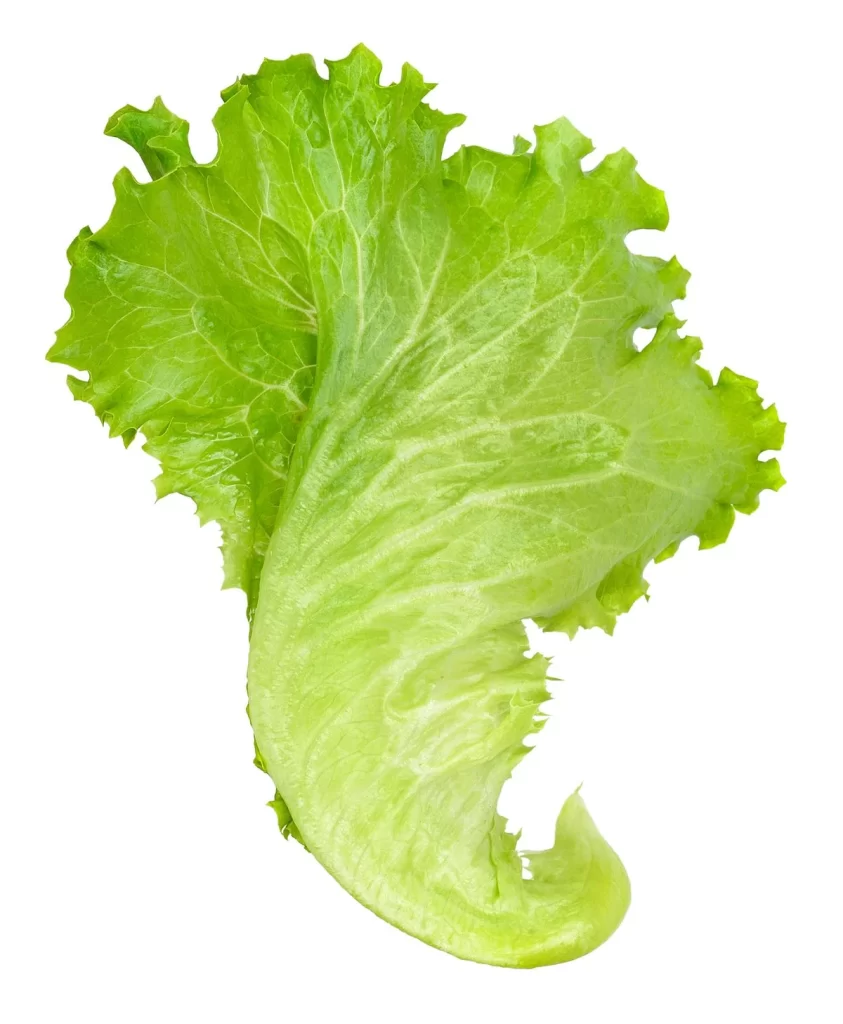 Lettuce Green Crisp Leafy Fresh