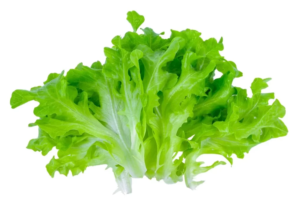 Lettuce Green Crisp Leafy Fresh