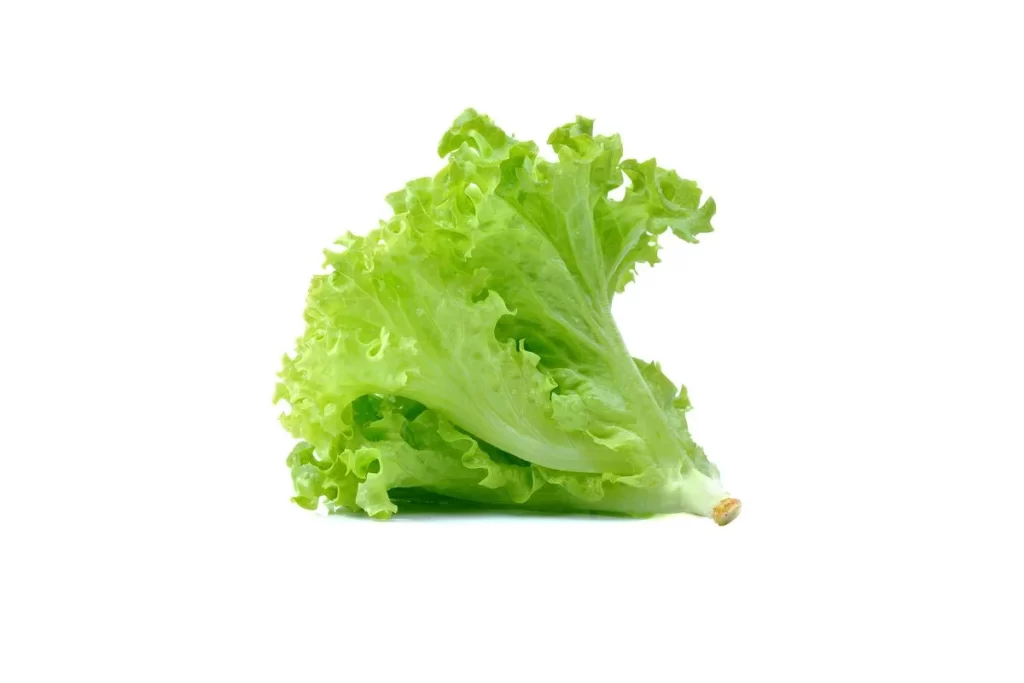 Lettuce Green Crisp Leafy Fresh