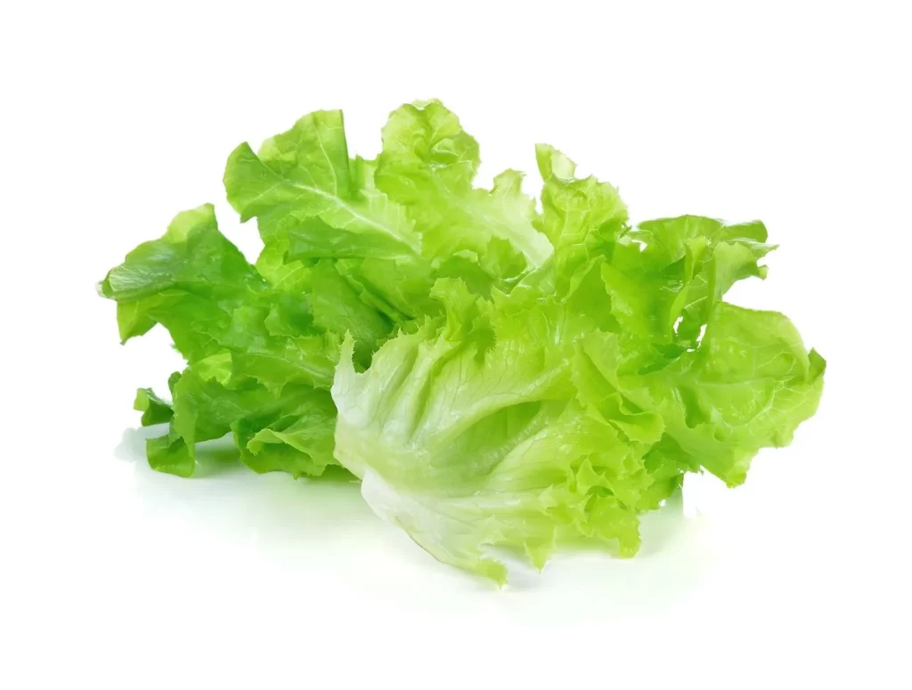 Lettuce green leafy vegetable salad