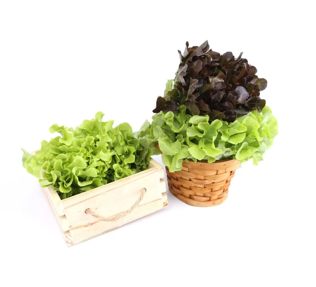 Lettuce Green Ruffled Edges Fresh
