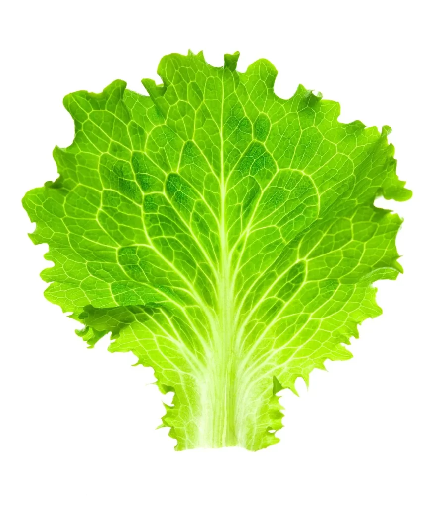 Lettuce Leaf Green Crisp Fresh
