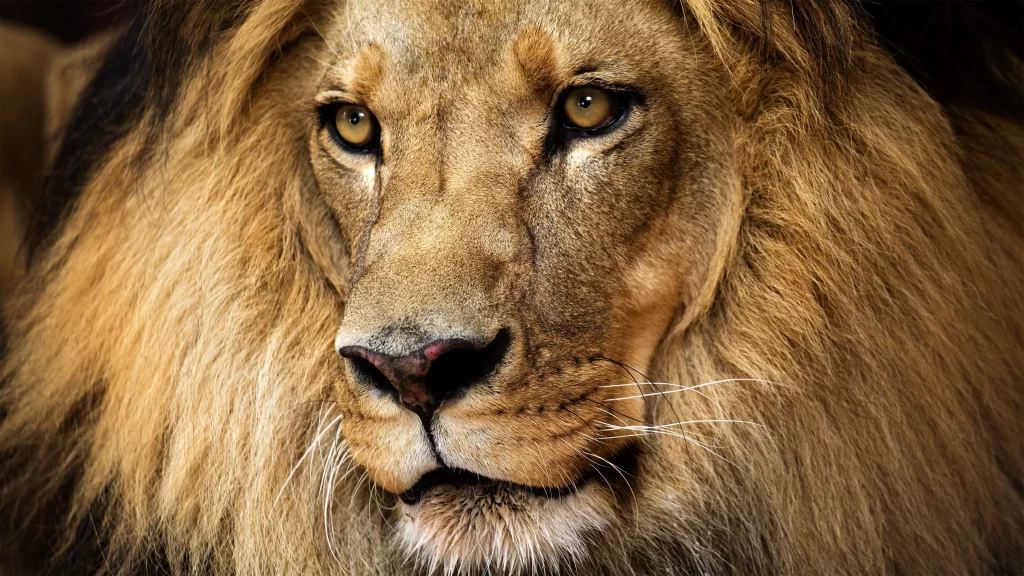 Lion Majestic Fur Eyes Mane