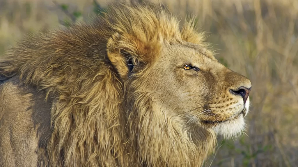 Lion Majestic Mane Grassland Wildlife