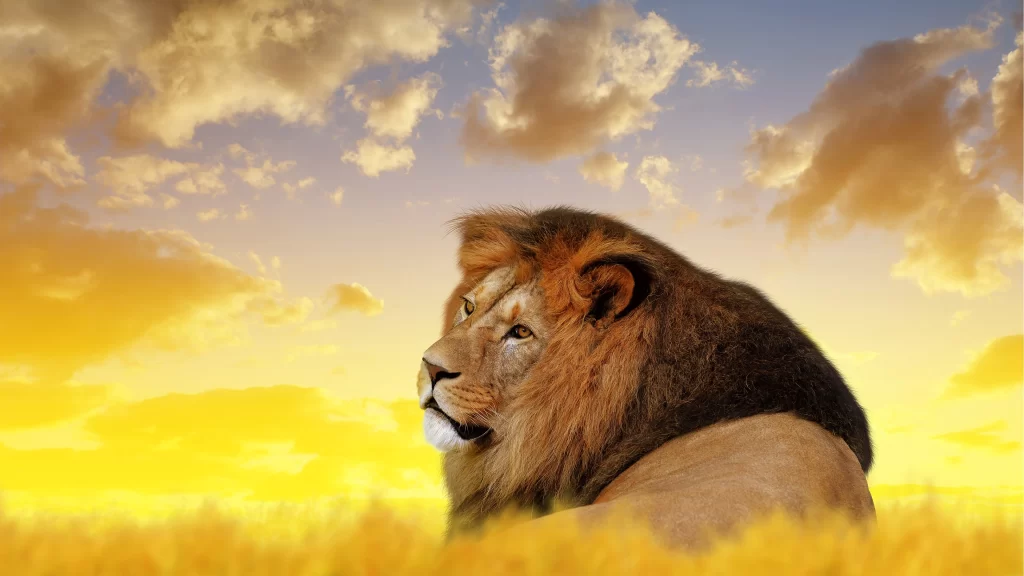 Lion Majestic Sunset Plains Clouds