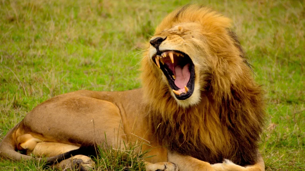 Lion Roaring Grass Field Teeth Mane