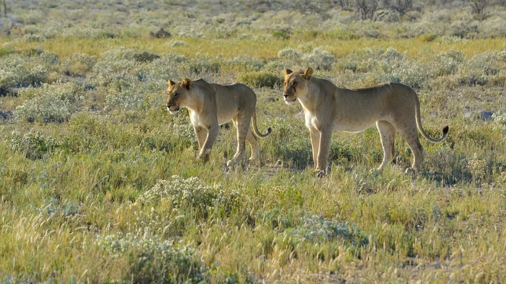 Lions Grassland Wildlife Nature Sunlight