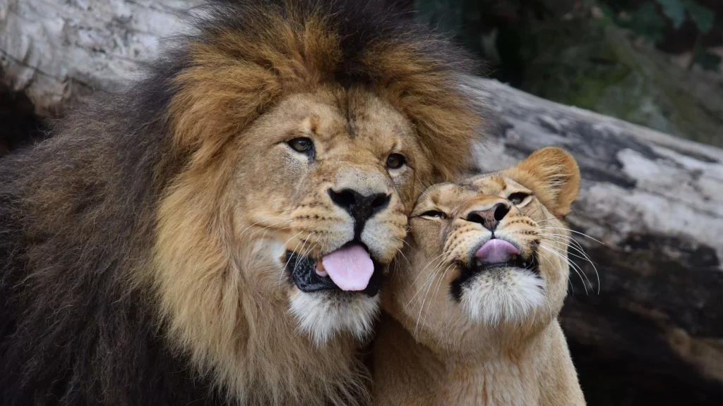 Lions Wildlife Animals Nature Grassland