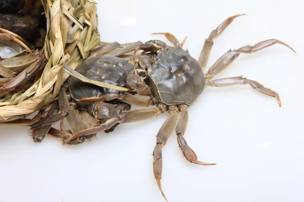 Live Crabs Brown Shell White Surface