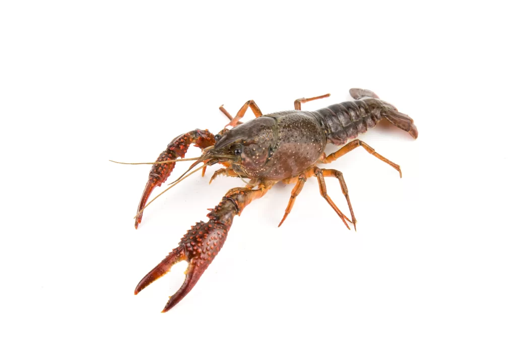Live Lobster Brown Shell Red Claws