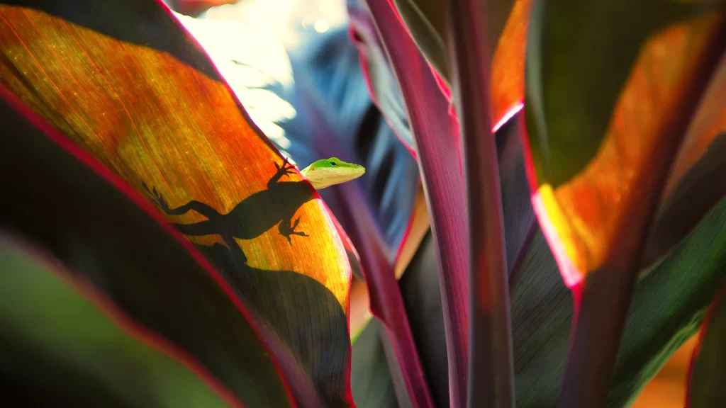 Lizard Green Leaves Shadow Sunlight Nature