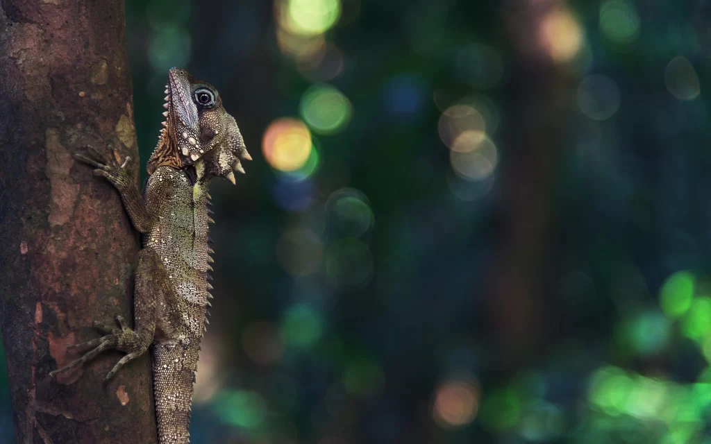 lizard tree forest sunlight nature
