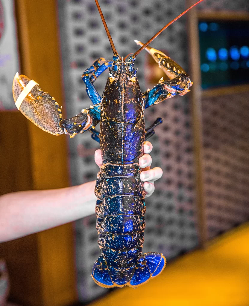 Lobster Blue Shell Speckled Pattern