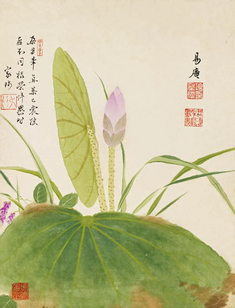 Lotus Bud Horizontal Leaf Grass Purple Blooms Xiang Shengmo