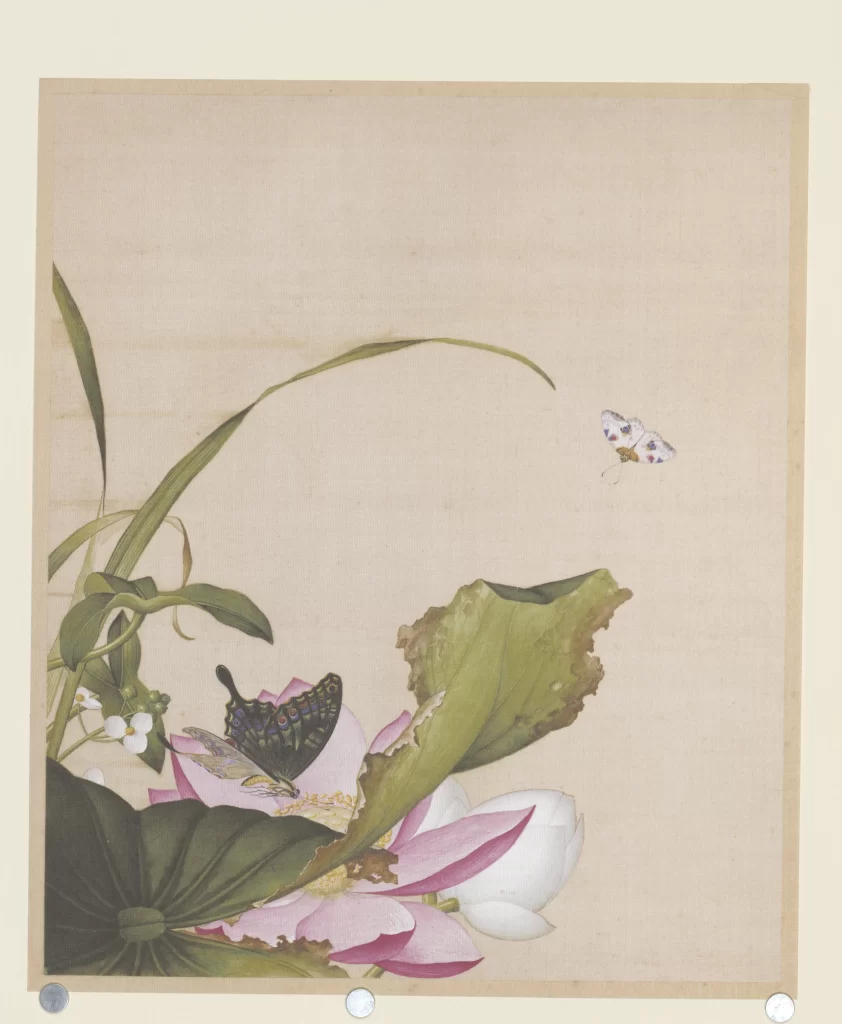 Lotus Butterfly Castiglione