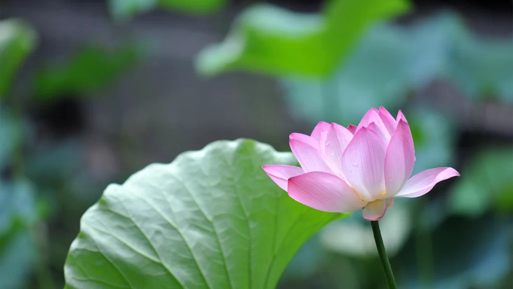 lotus flower pink petals green leaves