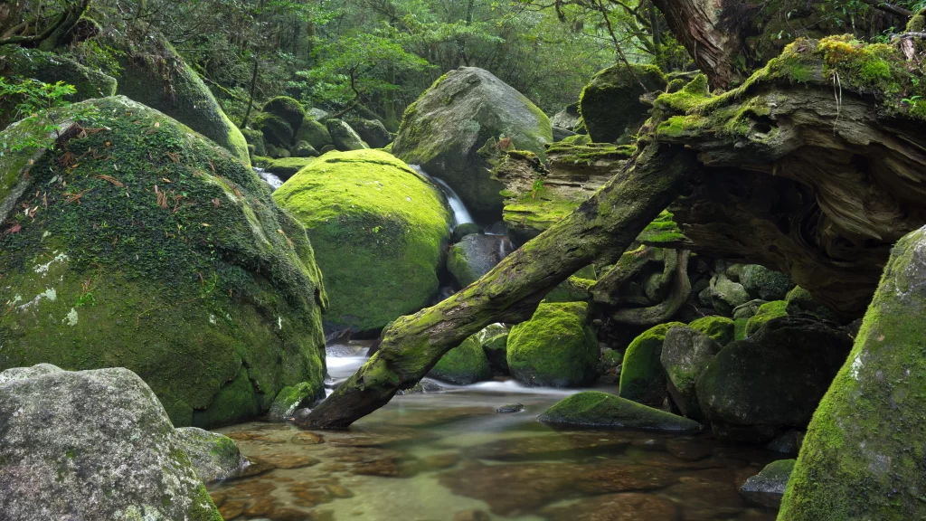 Lush Greenery Moss-covered Rocks Flowing Stream Dense Forest Natural Beauty Serene Environment