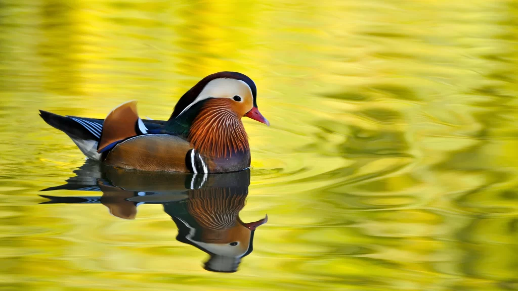 Mandarin Duck Water Reflection Autumn Colors Nature