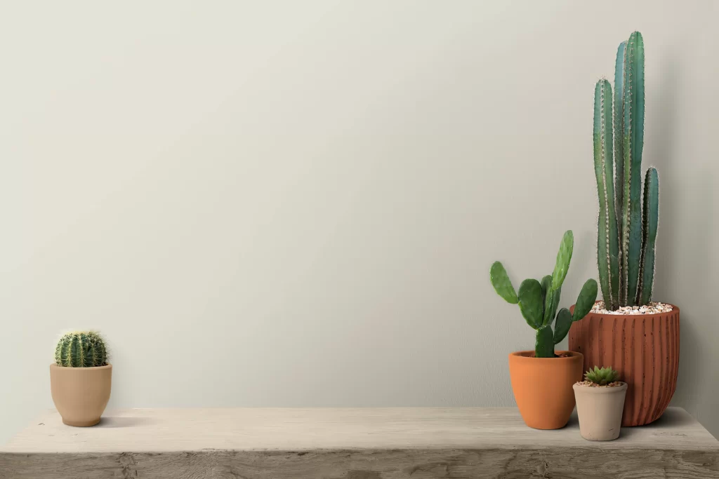 Minimalist Collection of Potted Cacti and Succulents