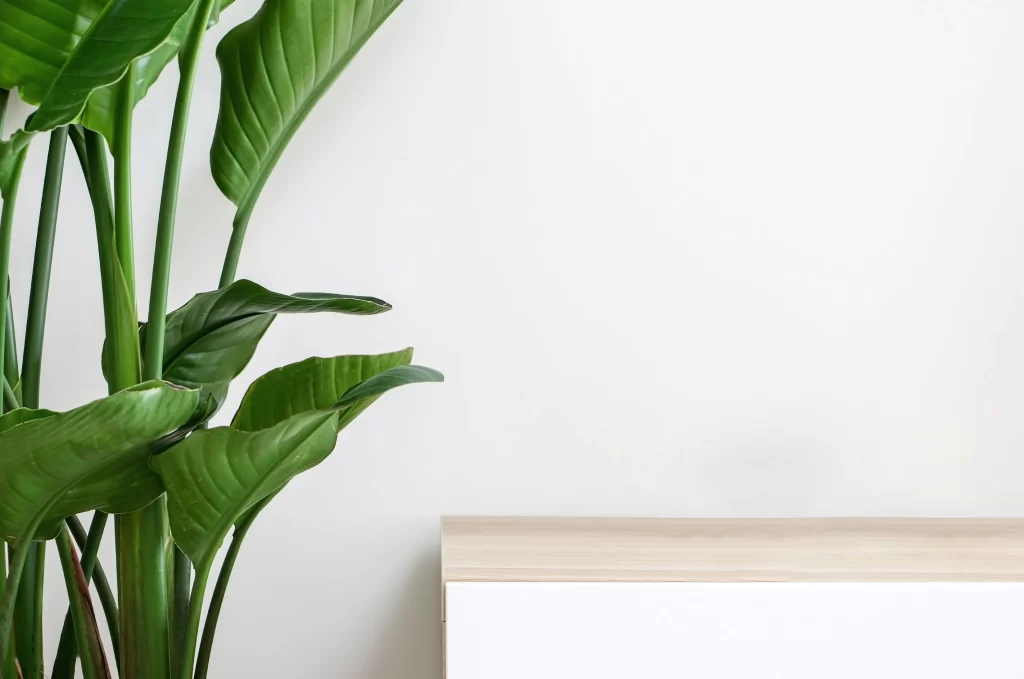 Minimalist Interior with Tropical Plant and Copy Space