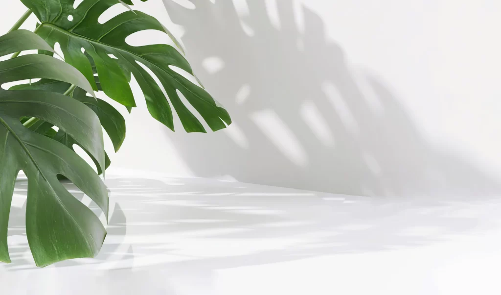Minimalist Monstera Plant Leaves with Shadow Pattern on White Background