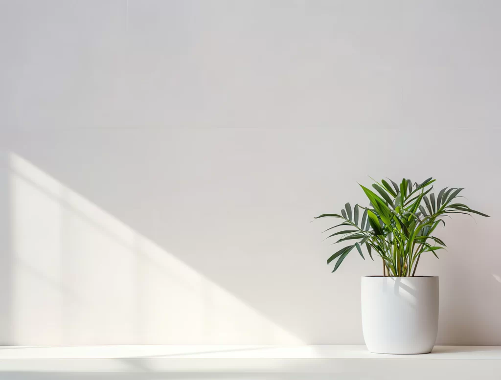 Minimalist Potted Plant in Sunlight
