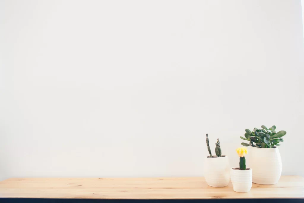 Minimalist Potted Succulents and Cacti on Wooden Table