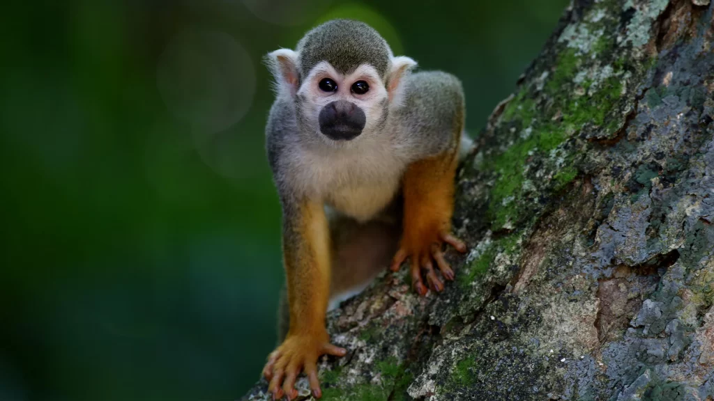 Monkey Forest Tree Moss Nature
