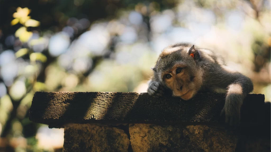 Monkey Resting Stone Nature Sunlight