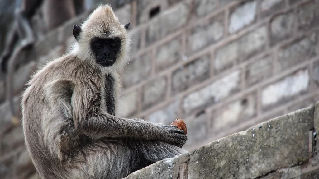 Monkey Stone Wall Food Nature