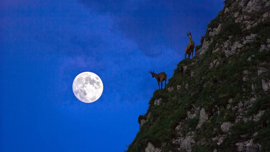 moon mountain animals twilight sky landscape