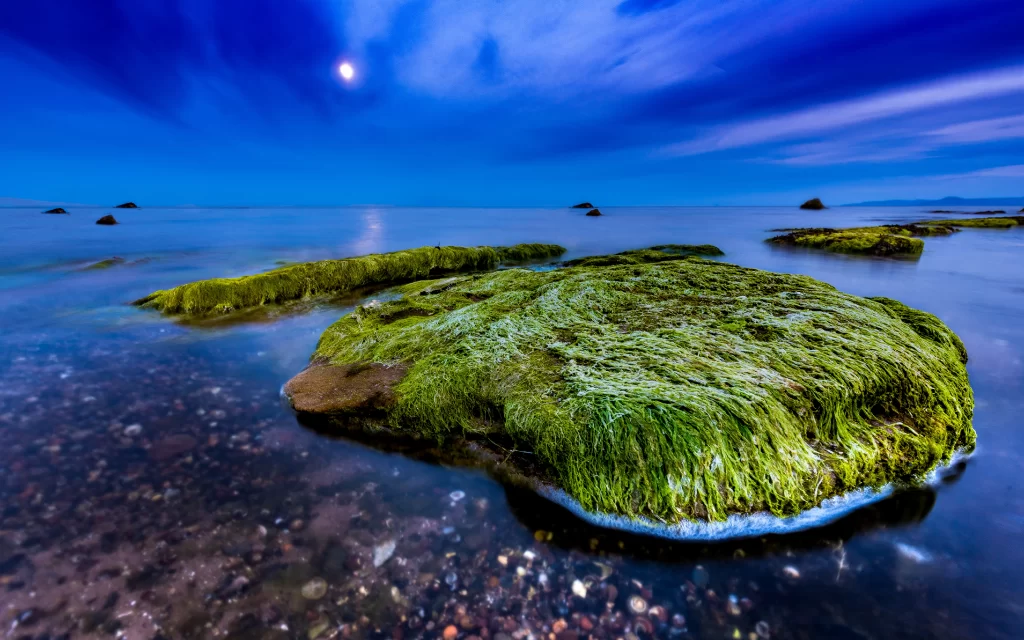 Moonlit Seascape Mossy Rocks Tranquil Water Starry Sky Natural Beauty Serene