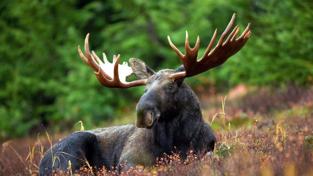 Moose Antlers Forest Greenery Autumn Wild