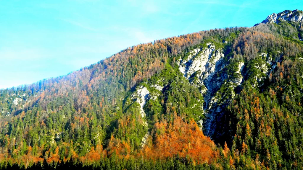 mountain forest autumn trees sky