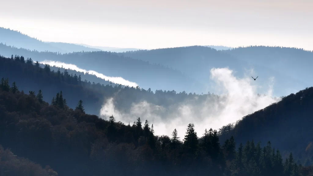 mountains clouds forest bird mist landscape
