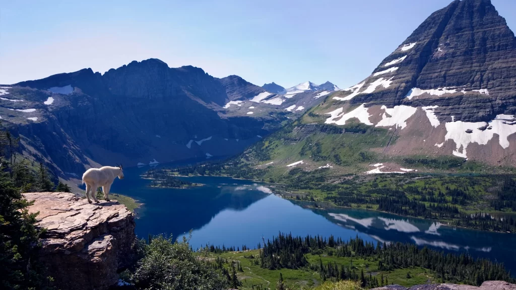mountains lake goat snow green trees