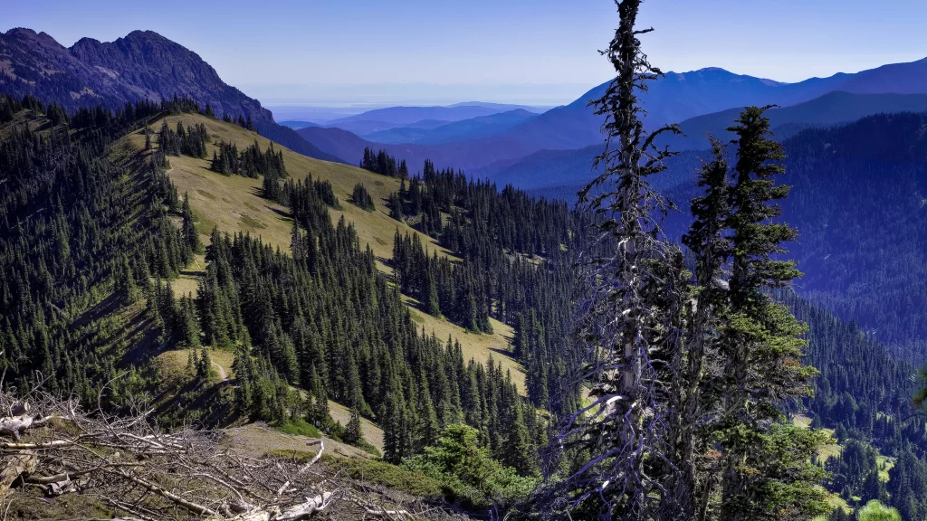mountains trees forest landscape nature sky
