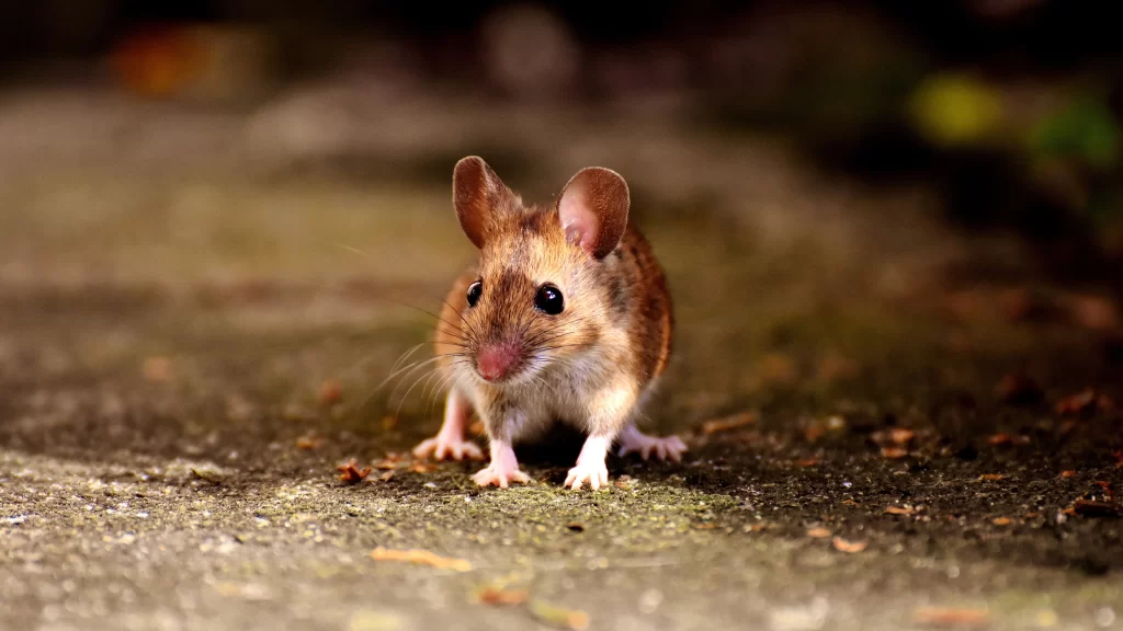 Mouse Brown Fur Alert Eyes Nature
