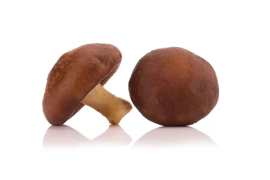 Mushroom Brown Cap