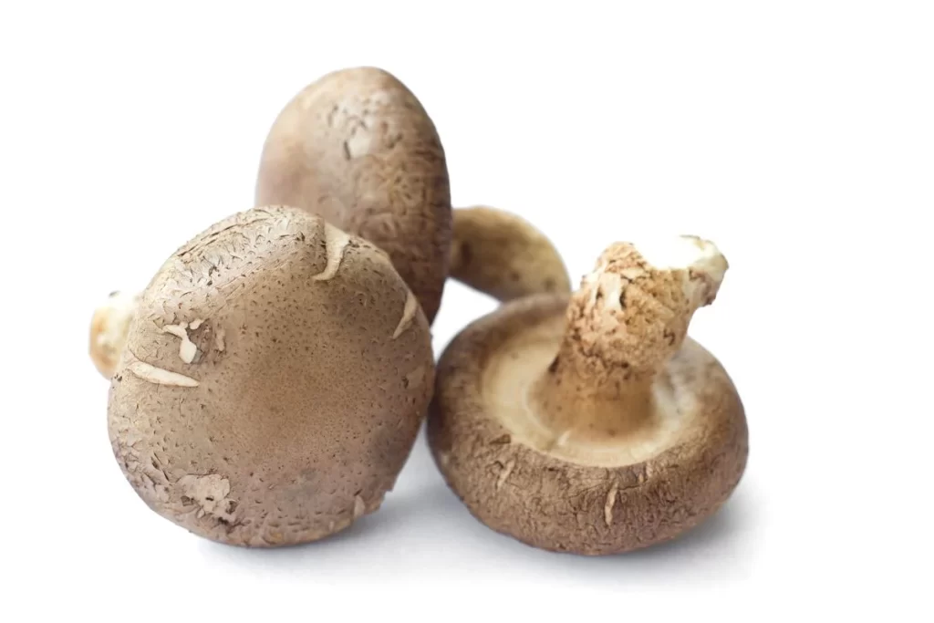 Mushroom Brown Cap Cracked